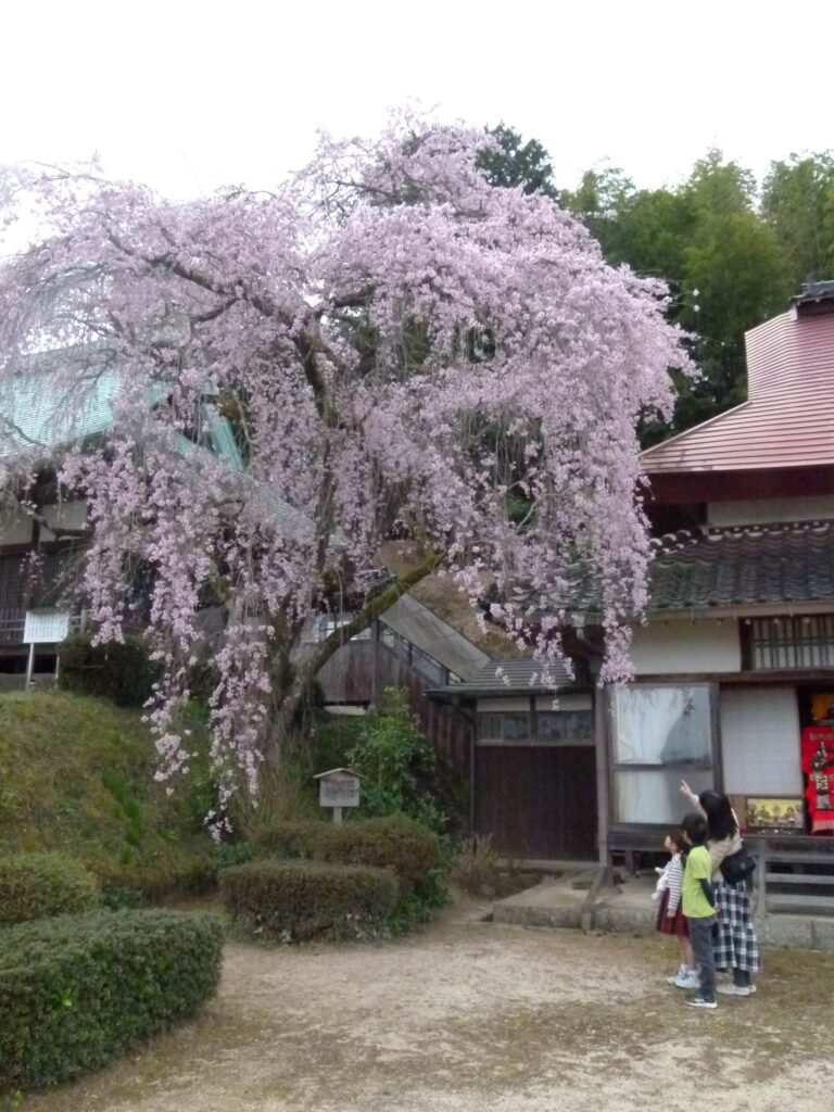 満開を迎えた圓光寺の枝垂れ桜