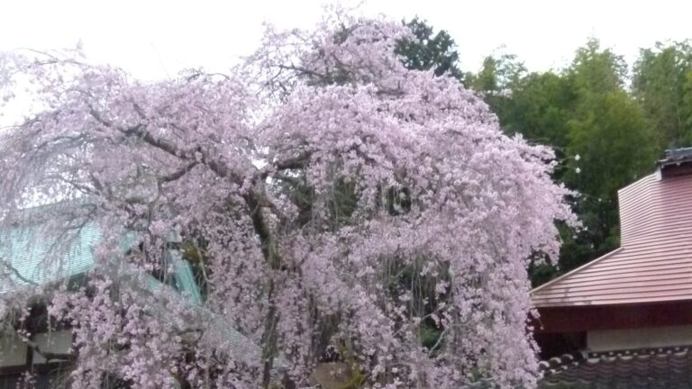 満開を迎えた圓光寺の枝垂れ桜=岡山県津山市で