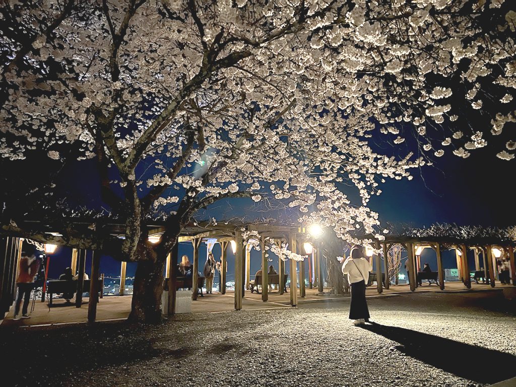 ライトアップされた桜の下で津山の夜景を楽しむ＝2023年3月29日 午後9時7分