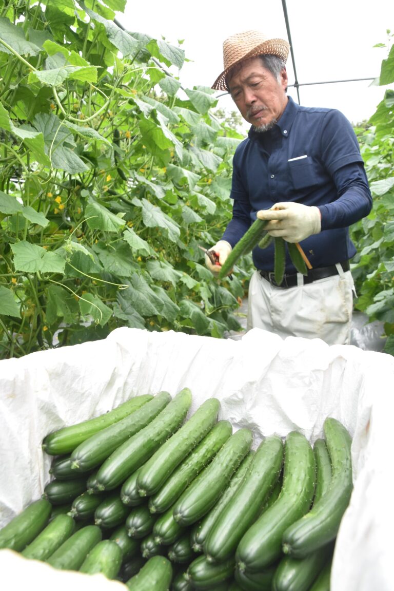 久米南町特産、キュウリの収穫が最盛期