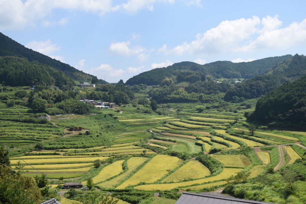 壮大な棚田の風景