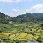 壮大な棚田の風景