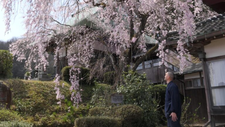 華やかで壮観な圓光寺の枝垂れ桜=岡山県津山市で