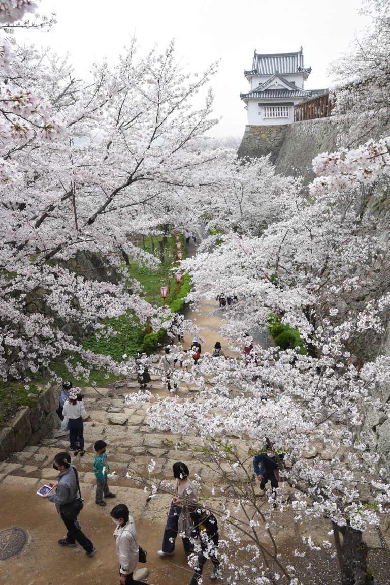 津山城のソメイヨシノが満開