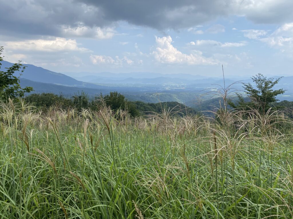 蒜山の景色を背景に広がるススキ