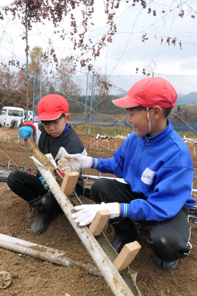 自然薯を栽培用パイプから取り出す児童=岡山県津山市で