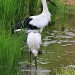 餌をさがすメス（手前）とオス（影山克己さん撮影）＝岡山県鏡野町＝