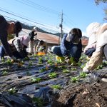 鏡野町富東谷と富仲間の住民、花壇に植栽し憩いの場完成