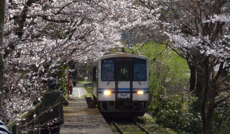 三浦駅の桜のトンネルをくぐる列車