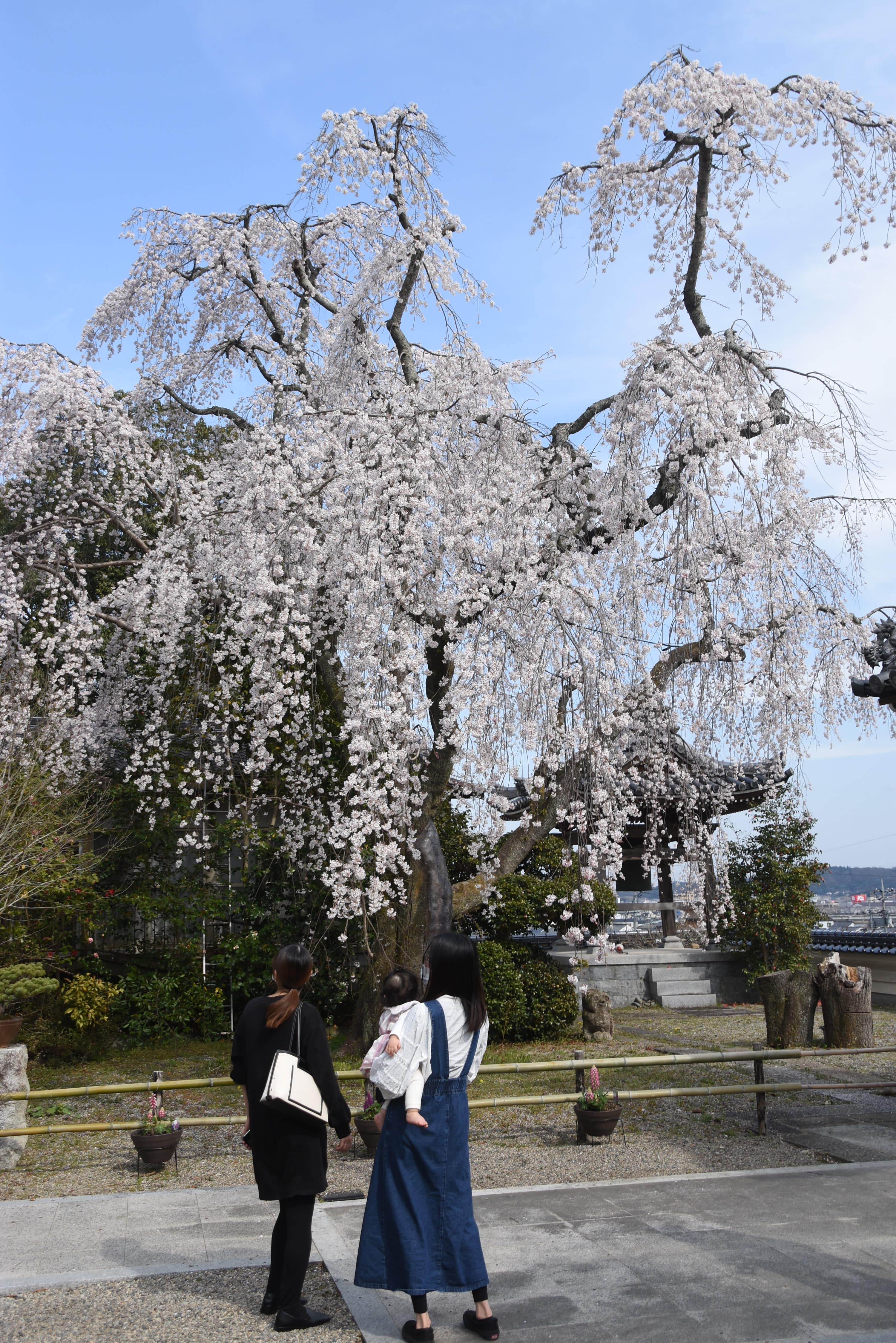 千光寺（林田）の枝垂れ桜が満開を迎え、境内を彩る艶（あで）姿が市内外から訪れる人たちを魅了