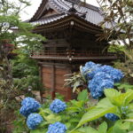 仁王門（真庭市指定文化財）を背景に咲き誇る普門寺ブルーのアジ サイ