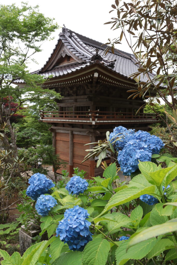 仁王門(真庭市指定文化財)を背景に咲き誇る普門寺ブルーのアジ
サイ