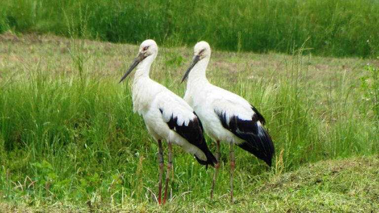 勝央町田井に飛来している香川県生まれ（左）を含むコウノトリ
