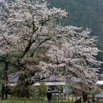 早くも満開となった尾所の桜＝７日午後