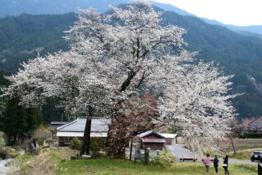 尾所の桜、満開に／岡山・津山市