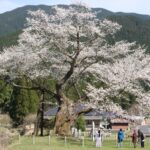満開となった尾所の桜＝13日午後、岡山県津山市で