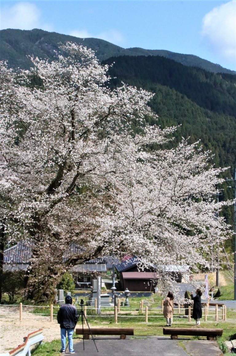 尾所の桜満開