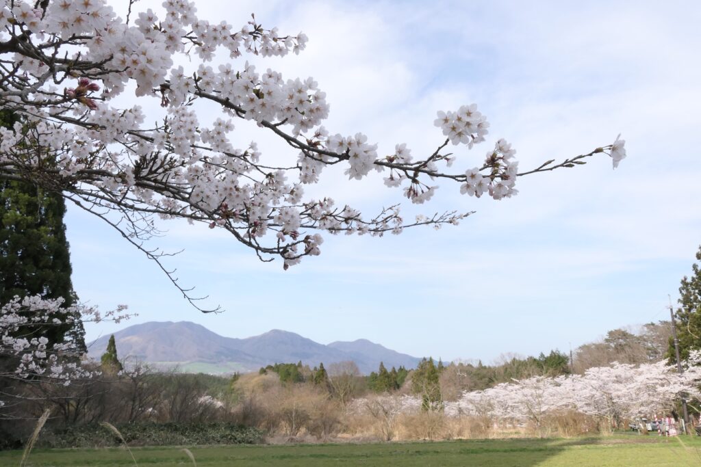 地域のシンボル・蒜山三座を背景に咲き誇る桜