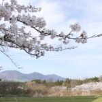 地域のシンボル・蒜山三座を背景に咲き誇る桜