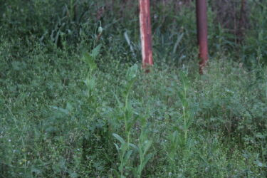 違法植物「アツミゲシ」を　市内空き地で発見　見かけたらすぐ通報を／岡山・津山市