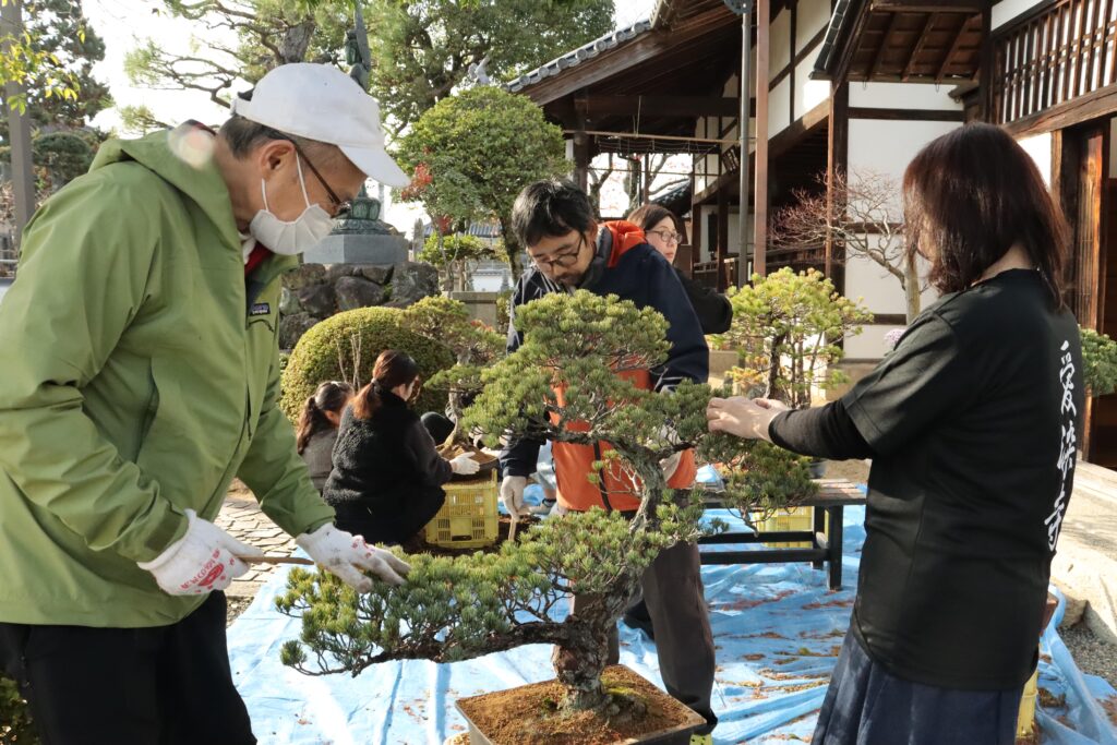松の古い葉や枝を取り除く参加者