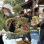 松の古い葉や枝を取り除く参加者