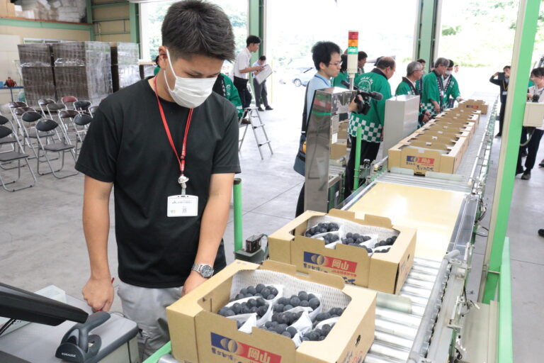 出荷準備をする職員ら＝岡山県美咲町で