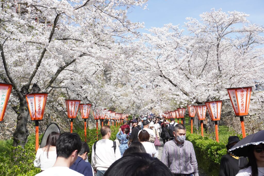 鶴山公園を訪れる大勢の花見客ら