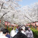 鶴山公園を訪れる大勢の花見客ら