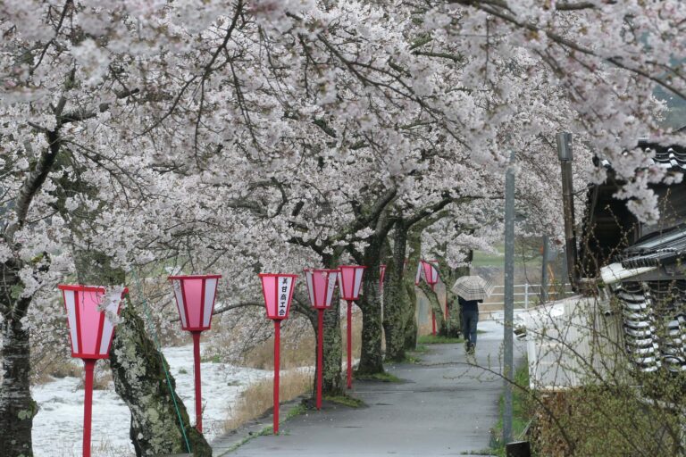 美甘地域の川沿いの通りを彩る宿場桜=岡山県真庭市で