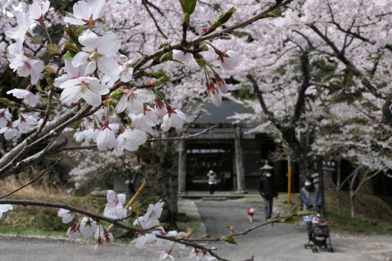 桜並木を散策する観光客