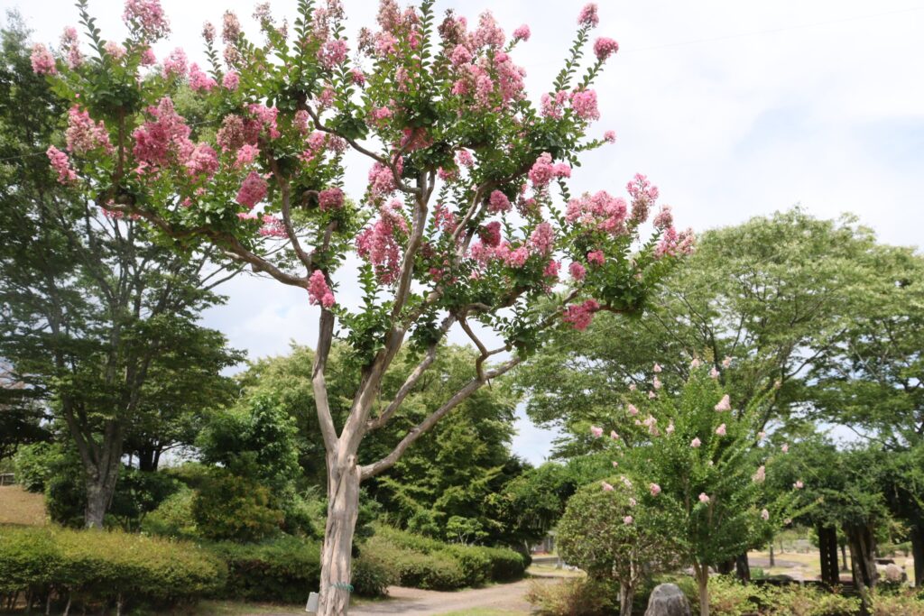 風にそよぐ鮮やかな紅色のサルスベリ