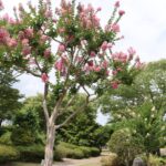 風にそよぐ鮮やかな紅色のサルスベリ