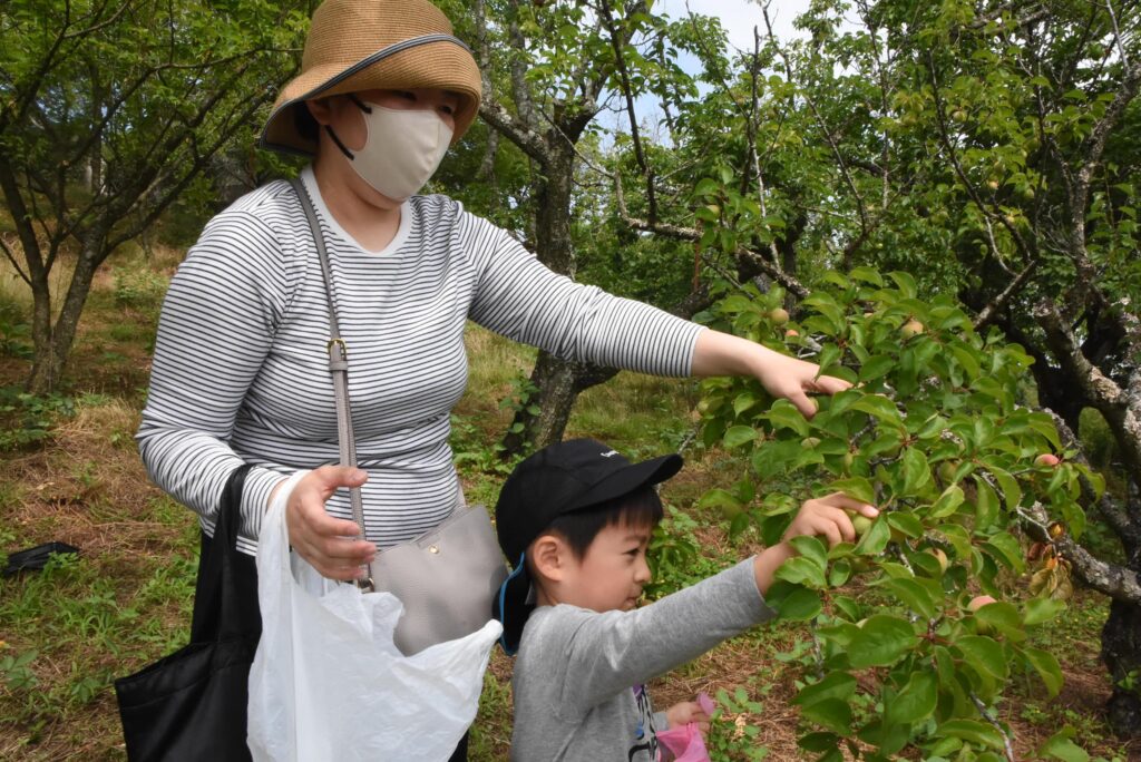 青梅を丁寧に摘み取る来園者