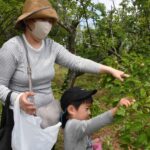 青梅を丁寧に摘み取る来園者