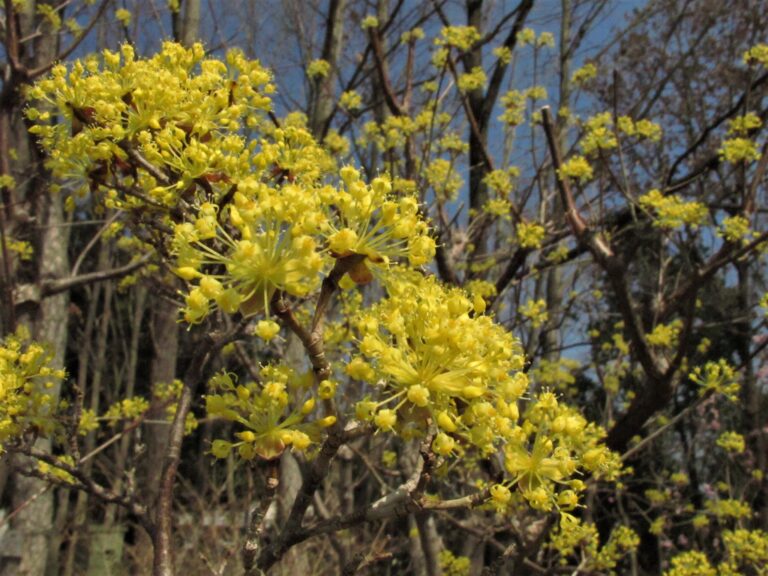鮮やかな黄色の小花を咲かせたサンシュユ=岡山県津山市で