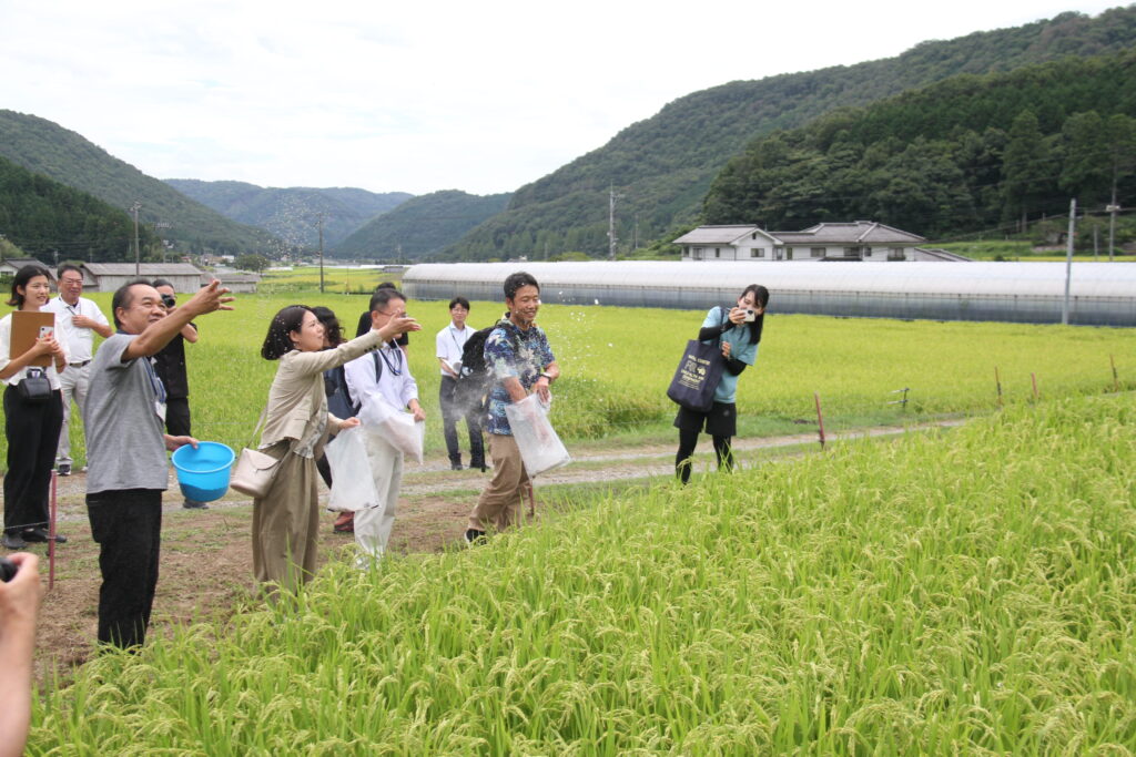 コシヒカリの水田にカキ殻の粉末をまく友納環境大臣政務官ら