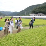 コシヒカリの水田にカキ殻の粉末をまく友納環境大臣政務官ら