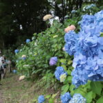 これからピークを迎える普門寺周辺のアジサイ＝岡山県真庭市で