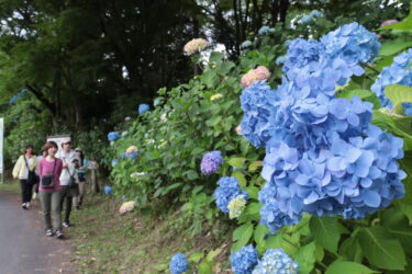 これからピークを迎える普門寺周辺のアジサイ＝岡山県真庭市で