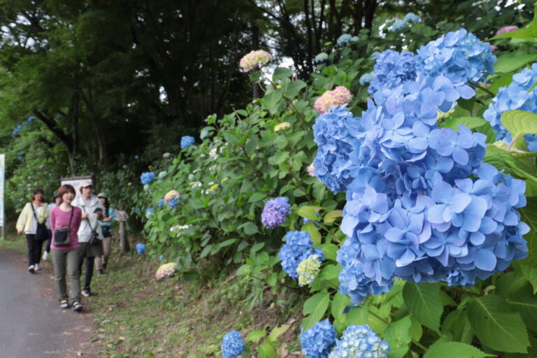 これからピークを迎える普門寺周辺のアジサイ＝岡山県真庭市で