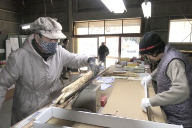 出荷作業が始まった高倉名産の自然薯「草苅号」=岡山県津山市で