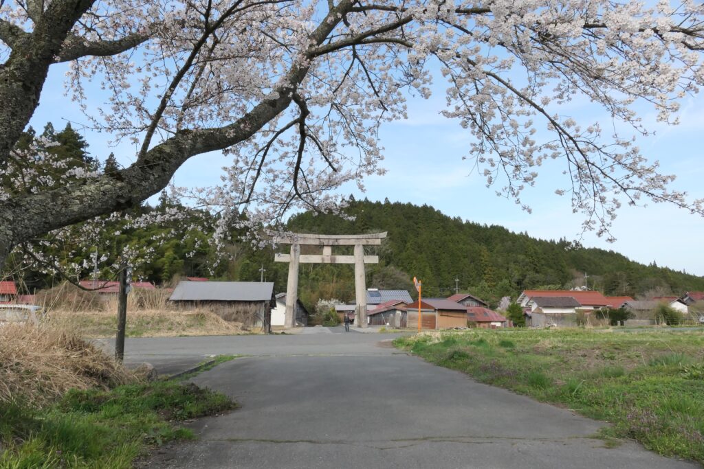 日本最大級といわれる明神型石造りの大鳥居前の桜