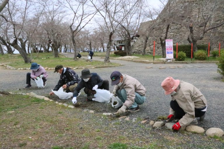 桜の周辺を清掃する老連津山支部の会員