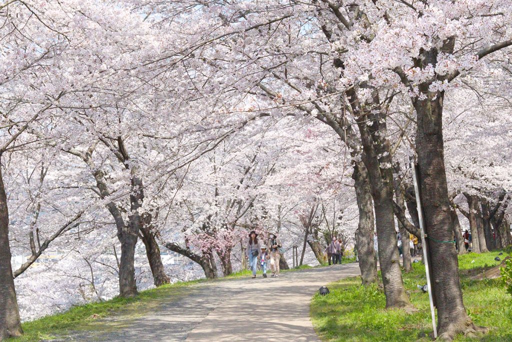 満開の桜並木を散歩する人々＝2023年3月30日 午後10時29分