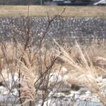 寒空の下、花穂を膨らませるネコヤナギ＝岡山県鏡野町西屋で