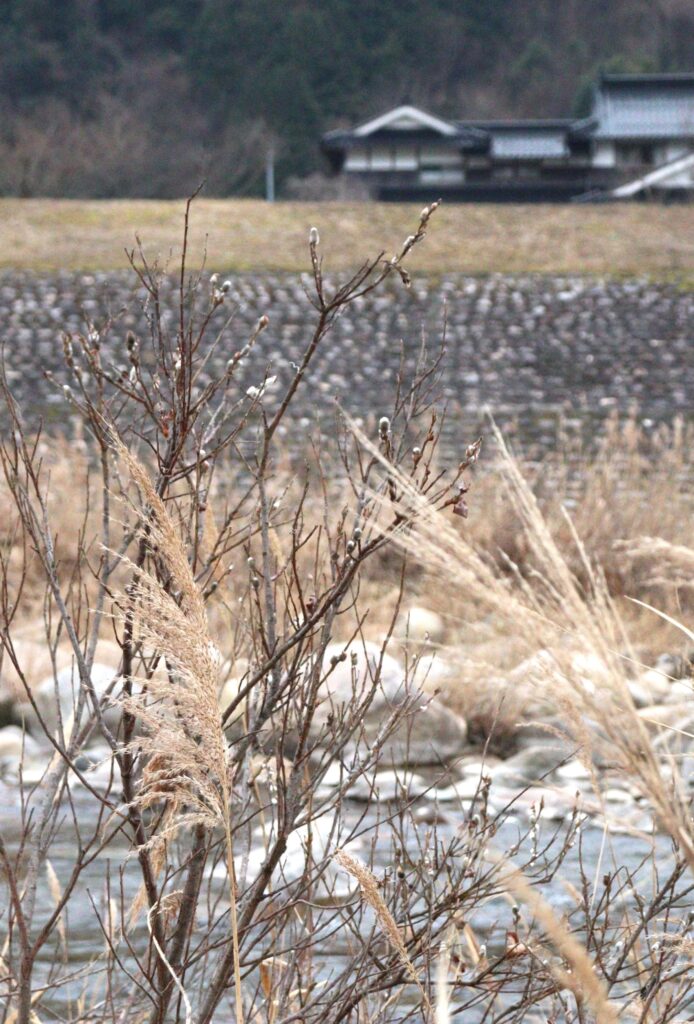 寒空の下、花穂を膨らませるネコヤナギ＝岡山県鏡野町西屋で