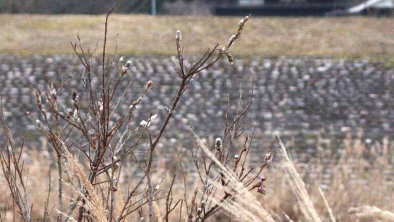 寒空の下、花穂を膨らませるネコヤナギ＝岡山県鏡野町西屋で