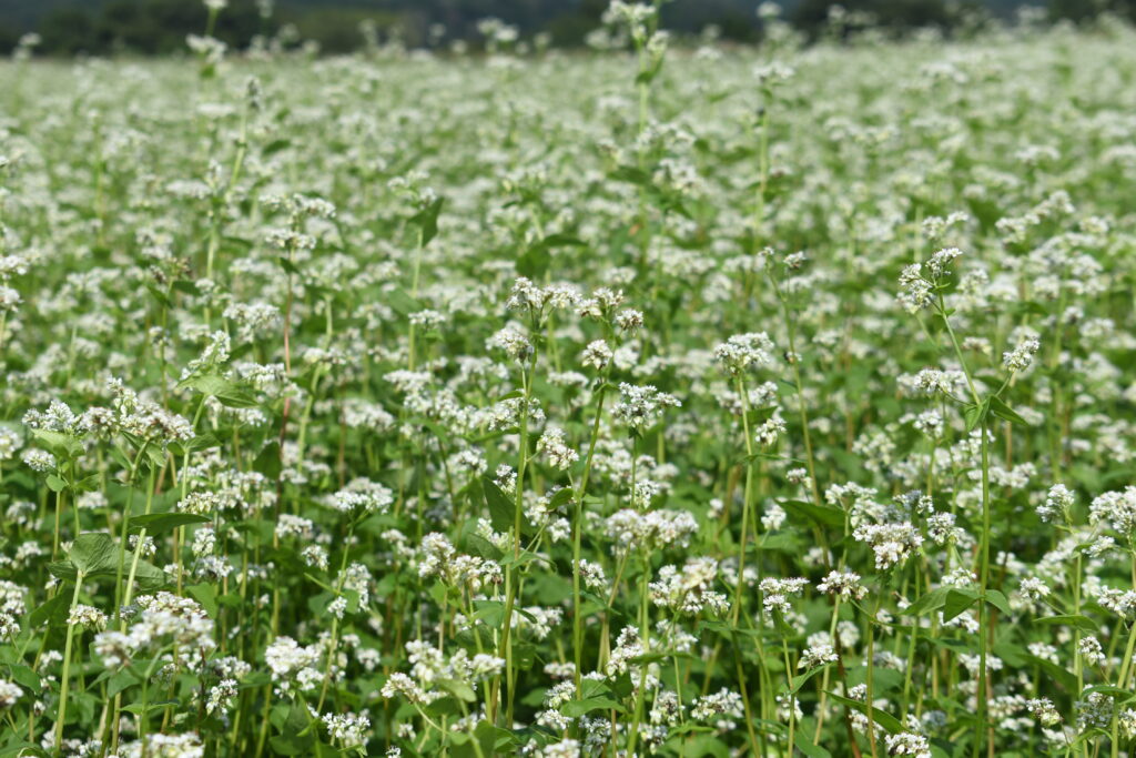 かれんなソバの花