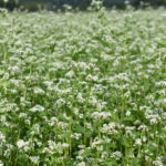 かれんなソバの花